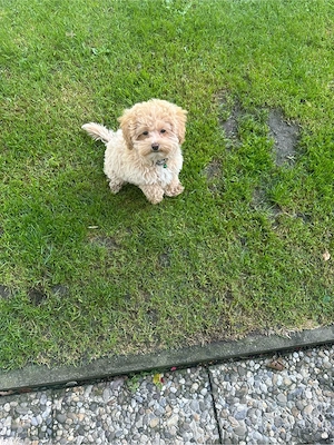 Maltipoo-Welpen Bild 4