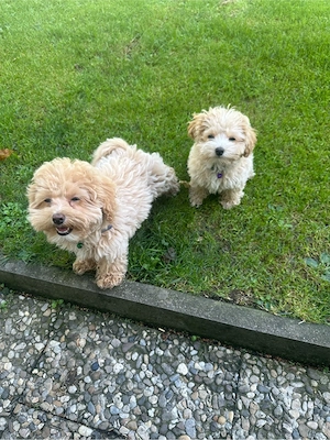 Maltipoo-Welpen Bild 3