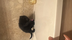 Kitten Bengale-BKH Mix Bild 3