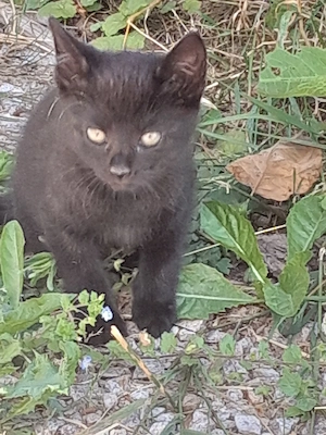 Baby Katzen, junge Katzen , Katzen 