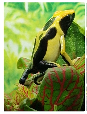 Dendrobates tinctorius Regina Ki