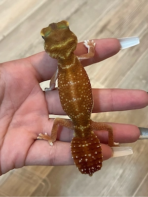 0.1 Nephrurus Levis proven breeder