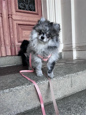 pomeranian Mädchen in Blue Merle