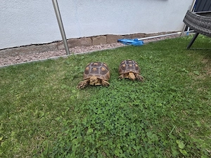 Spornschildkröten Bild 2