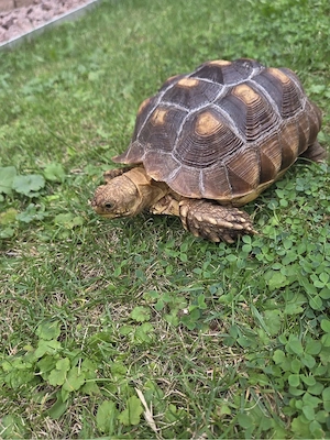 Spornschildkröten Bild 3