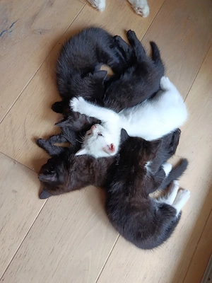 2 Mädchen Maine Coon x EKH Mix noch zu haben, Abgabe am 06.09.