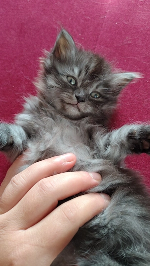 BLH Ragdoll Kitten Katze Kätzchen 