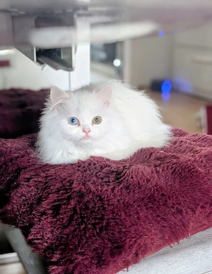 Babykatze mit zwei farbigen Augen zum Abgeben 