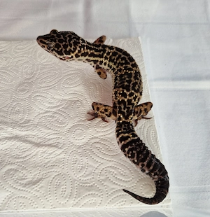 Leopardgecko 0.1 MS   Wildtyp 10 2024