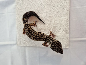 Leopardgecko 0.1 MS   Wildtyp 10 2024 Bild 2