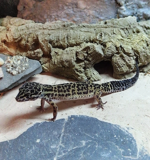 Leopardgecko 0.1 MS   Wildtyp 10 2024 Bild 3