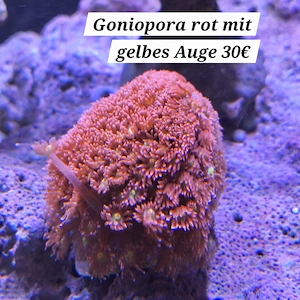 Korallen , Fische