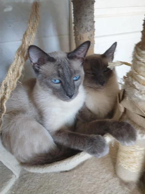 Siamkater blue point 