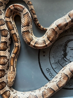 1.0 Anery het.scaleless Kornnatter