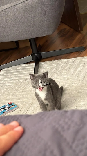 Katze zur verkaufen 
