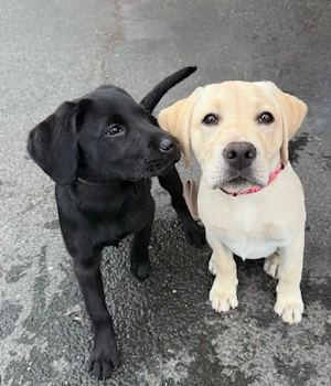 Extra süße Labrador-Retriever-Welpen zu verkaufen