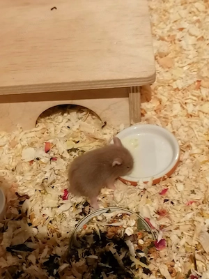 Hamster Babyjunge aus Notstation sucht ein schönes Zuhause 