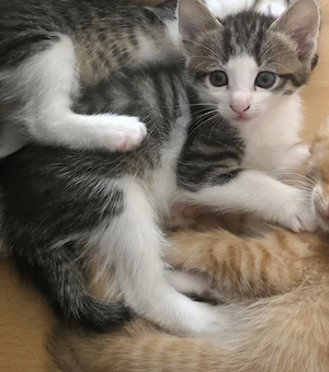    Süße Katzenbabys   