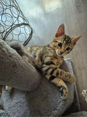 Bengal-Mix Weibchen   wunderschöne, liebevolle Katze