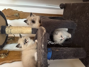Reinrassige Neva Masquarade Kitten suchen New Hause 