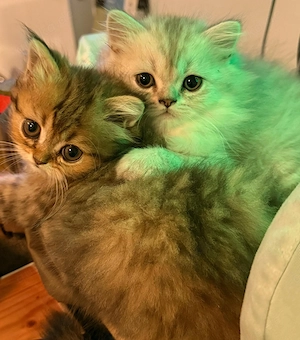 Britisch Langhaar Kitten