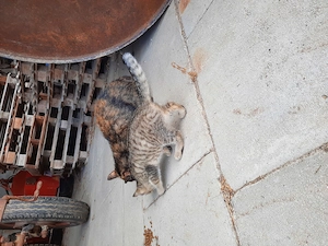 Babykatze, Bauernhofkatze ab sofort abzugeben  Bild 2