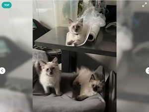 Ragdoll Kitten reinrassig abzugeben