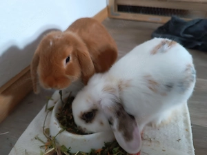 Zwergkaninchen Pärchen sucht Zuhause ca 11 Wochen alt