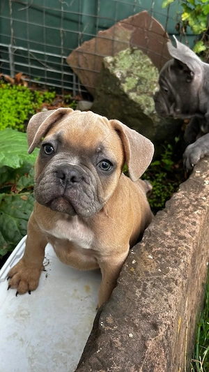Französische Bulldogg Welpen mit längerer Nase, Rute und Ahnentafel