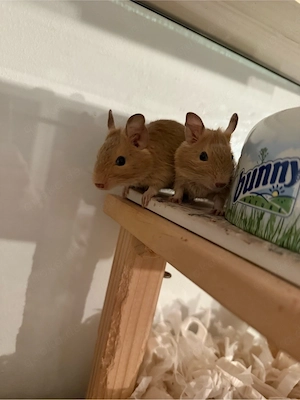 Degu Weibchen 1 Jahr alt 