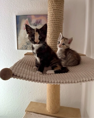    Liebevolle Maine-Coon-Kitten suchen ihr Für-immer-Zuhause   