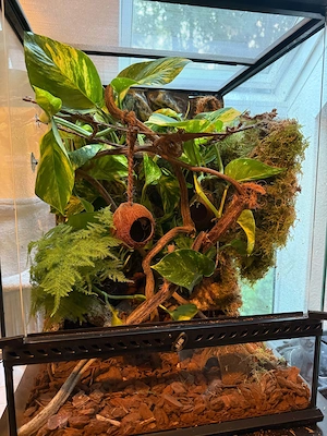 Kronengecko mit terrarien