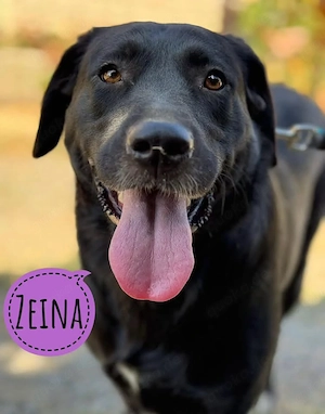 Zeina, süße Labrador Mix Hündin sucht ein ruhiges Zuhause
