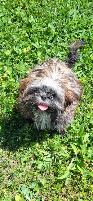 Imperial Shih Tzu, Mädchen