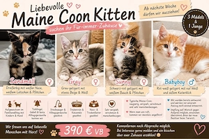    Liebevolle Maine-Coon-Kitten suchen ihr Für-immer-Zuhause   