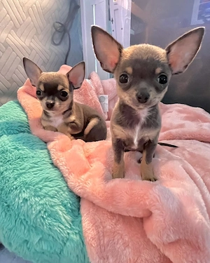 lovely Xena and zara 