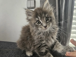 MAINE Coon Kater kinder und Hunde gewöhnt