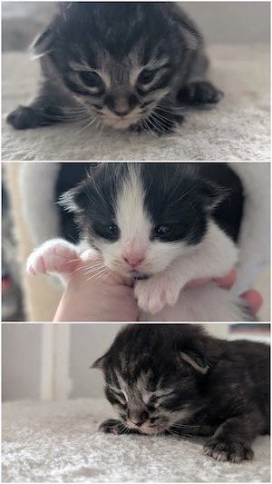 3 Ragcoon (Ragdoll-Maine Coon Mix)