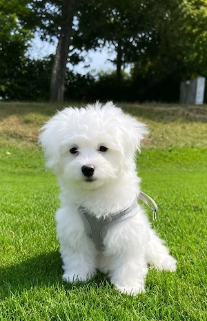 Liebevolle Bichon-Bolognese-Hündin Luna sucht ihr Für-immer-Zuhause  Bild 2