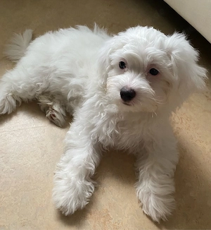 Liebevolle Bichon-Bolognese-Hündin Luna sucht ihr Für-immer-Zuhause  Bild 3