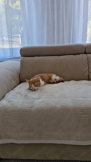 Britisch Kurzhaar Kater 