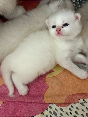 Baby Katze Bild 1