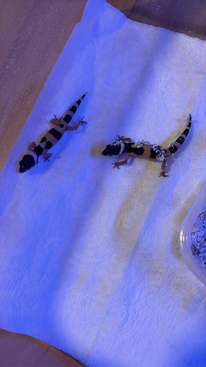 Leopardgecko Nachzucht