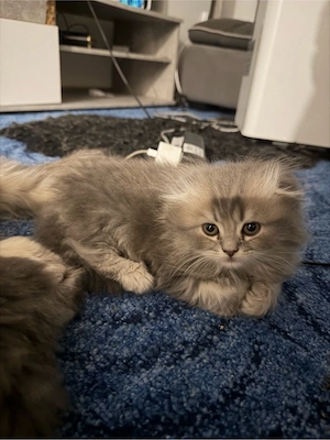 5 beby katzen