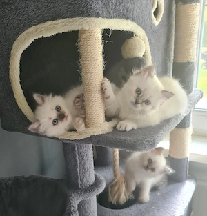 Ragdoll  Katzenkinder 