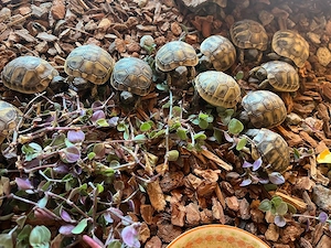 Griechische Landschildkröten