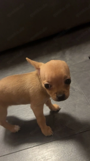 Chihuahua Welpen