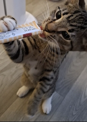 Kater sucht zuhause 