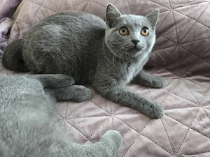 Britisch-Kurzhaar-Kitten Bild 4