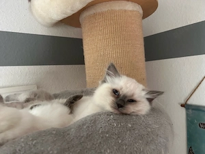 reinrassige Ragdoll Kitten*abgabe ab mitte September*